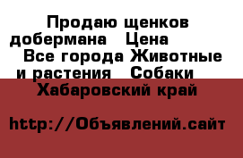 Продаю щенков добермана › Цена ­ 45 000 - Все города Животные и растения » Собаки   . Хабаровский край